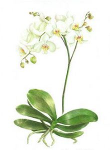 Phalaenopsis, Limited Edition Giclee Print