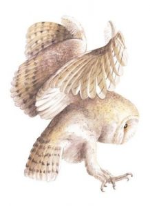 Barn Owl 2, Watercolour