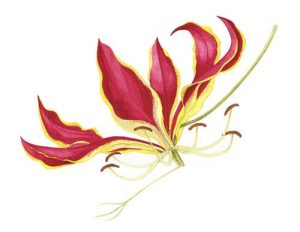 Gloriosa flower, Watercolour