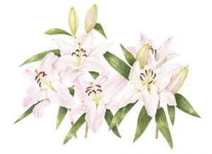 Pink Lillies, Watercolour