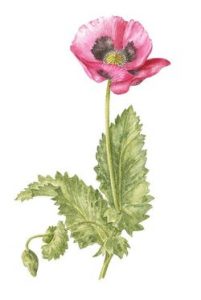 Pink poppy, Watercolour