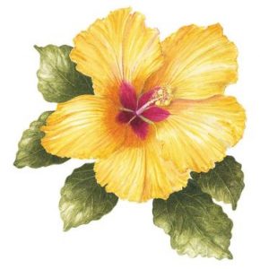 Yellow Hibiscus, Watercolour