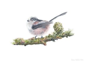 Long-tailed Tit, Watercolour