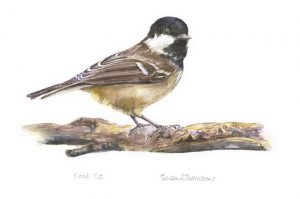 Coal Tit, Watercolour