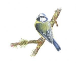 Blue Tit, Watercolour