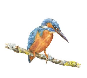 Kingfisher, Watercolour