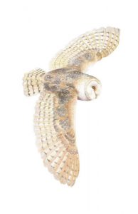 Barn Owl watercolour