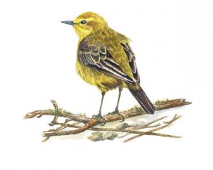 Yellow Wagtail, Watercolour