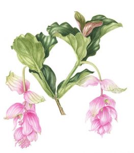 Medinilla Magnifica, Watercolour