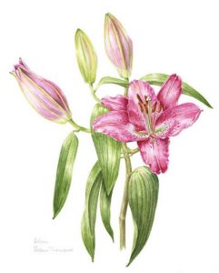 Pink Lily, Watercolour