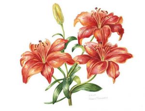 Red Lily, Watercolour