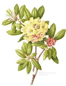 Rhododendron Nancy Evans, Watercolour