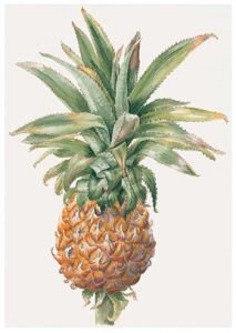 Queen Pineapple, Watercolour