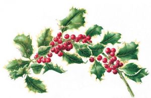 Ilex aquifolium 'Aurea Marginata', Watercolour