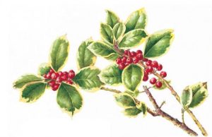 Ilex x altaclarensis 'Golden King', Watercolour