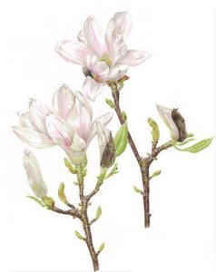 Magnolia x soulangiana, Watercolour