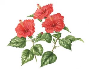 Red Hibiscus, Watercolour