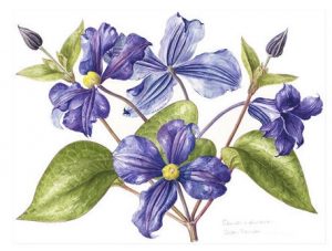 Clematis Durandii, Watercolour