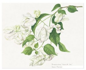 Bougainvillea 'Coconut Ice', Watercolour