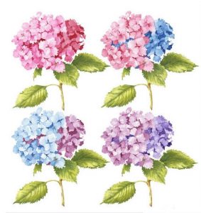 Hydrangeas x 4, Watercolour