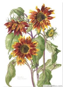 Red Helianthus, Watercolour