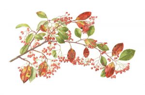 Cotoneaster, Watercolour