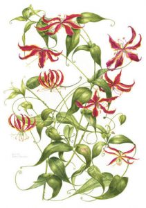 Gloriosa, Watercolour