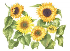 Sunflowers, Watercolour