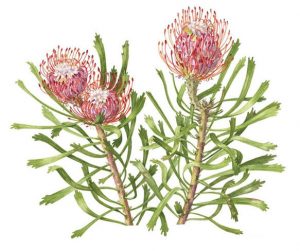 Nutan Protea "pincushion", Watercolour