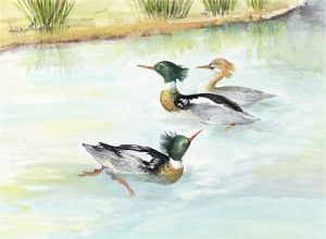 Red-breasted Mergansers, Watercolour