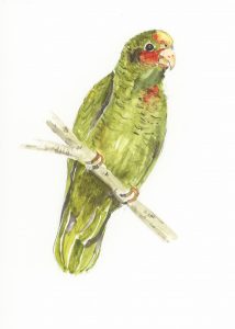 Caman Parrot, Watercolour