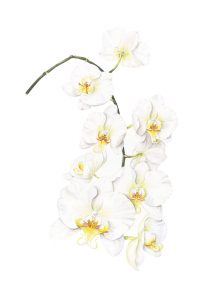White Orchid flowers, Watercolour