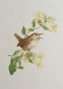 Wren with Honeysuckle, Watercolour