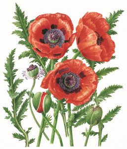 Papaver orientale 'Ladybird' , Limited Edition Giclee Print