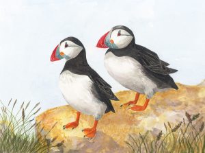 Puffins, Watercolour