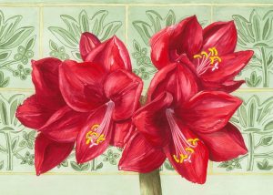 Red Amaryllis , Watercolour