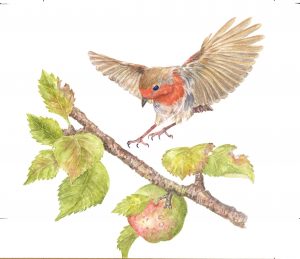 Robin 2, Watercolour