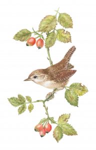 Wren, Watercolour