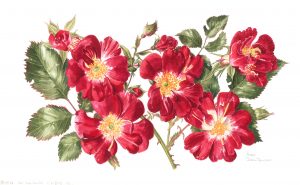 Red roses, Watercolour