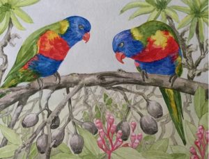 Lorikeets , Watercolour