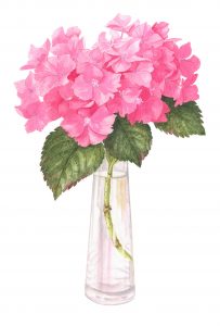 Pink Hydrangea, Watercolour