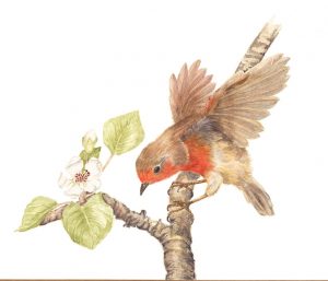 Robin on branch Watercolour