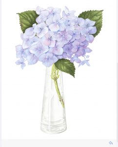 Blue Hydrangea in vase, Watercolour