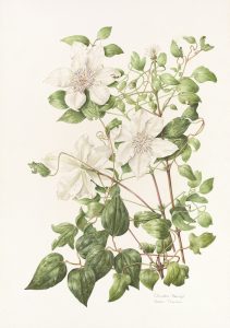 Clematis Henryi, Limited Edition Giclee Print