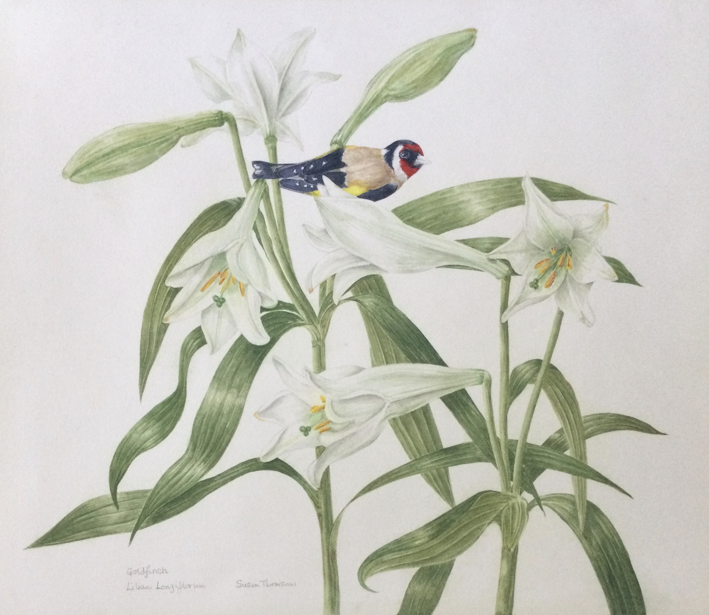 Longi lily and Goldfinch