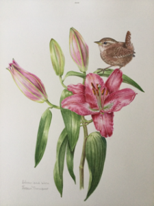 Pink Lily and Wren