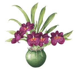 Moth Orchid in Pot