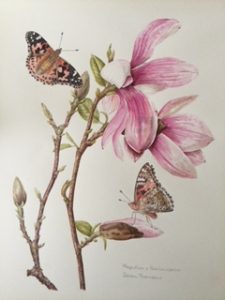 Magnolia and Painted Lady butterflies